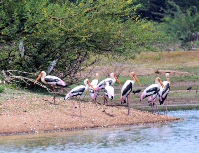 Vellode Bird Sanctuary